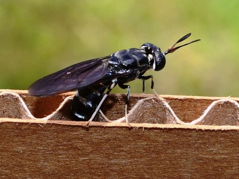 Top 6 reasons why black soldier fly larvae are the next step in sustainable farming