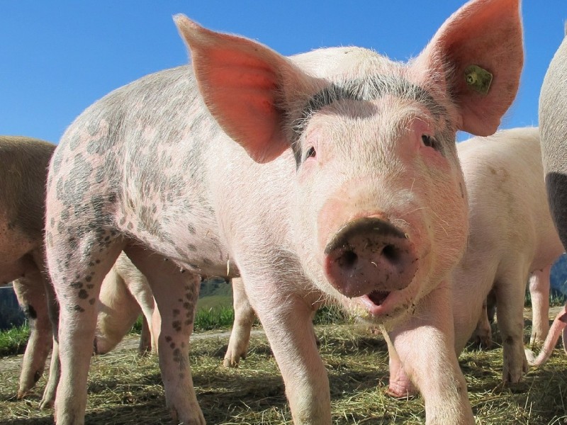 Further outbreaks of African Swine Fever in Europe